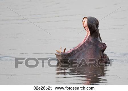 Hippo wildlife in Kenya View Large Photo Image Stock Photography - Hippo wildlife in Kenya. Fotosearch