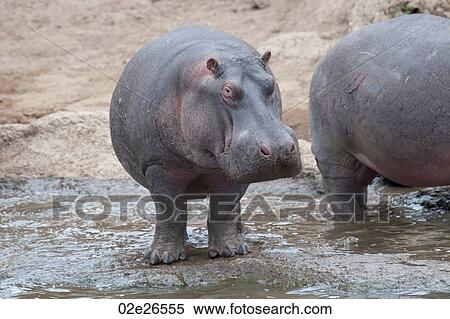Hippo wildlife in Kenya View Large Photo Image Stock Photography - Hippo wildlife in Kenya. Fotosearch