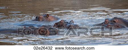 Hippopotamaus wildlife in Kenya View Large Photo Image Stock Image - Hippopotamaus wildlife in Kenya. Fotosearch