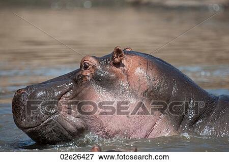 Hippopotamaus wildlife in Kenya View Large Photo Image Stock Photo - Hippopotamaus wildlife in Kenya. Fotosearch