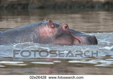 Hippopotamaus wildlife in Kenya View Large Photo Image Stock Photo - Hippopotamaus wildlife in Kenya. Fotosearch