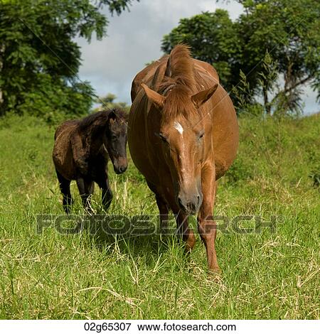 Horse and a foal, Santa Cruz Island, Galapagos Islands, Ecuador View Large Photo Image Stock Photo - Horse and a foal, Santa Cruz Island, Galapagos Islands, Ecuador. Fotosearch