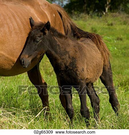 Horse and a foal, Santa Cruz Island, Galapagos Islands, Ecuador View Large Photo Image Stock Photo - Horse and a foal, Santa Cruz Island, Galapagos Islands, Ecuador. Fotosearch