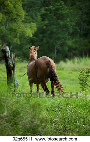 Horse tied to a tree, Santa Cruz Island, Galapagos Islands, Ecuador View Large Photo Image Stock Image - Horse tied to a tree, Santa Cruz Island, Galapagos Islands, Ecuador. Fotosearch
