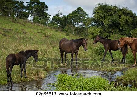 Horses at a waterhole, Santa Cruz Island, Galapagos Islands, Ecuador View Large Photo Image Stock Image - Horses at a waterhole, Santa Cruz Island, Galapagos Islands, Ecuador. Fotosearch