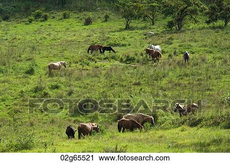 Horses grazing in a field, Santa Cruz Island, Galapagos Islands, Ecuador View Large Photo Image Stock Image - Horses grazing in a field, Santa Cruz Island, Galapagos Islands, Ecuador. Fotosearch