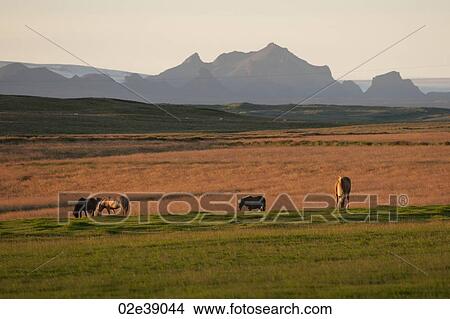 Picture - Horses grazing in a pasture with mountains in the background in the evening sun. Fotosearch