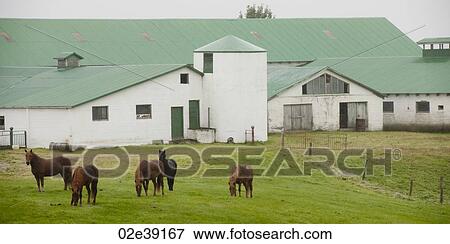 Horses in paddock in front of farm buildings View Large Photo Image Stock Photo - Horses in paddock in front of farm buildings. Fotosearch