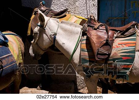 Horses with saddles in Santorini Greece View Large Photo Image Picture - Horses with saddles in Santorini Greece. Fotosearch