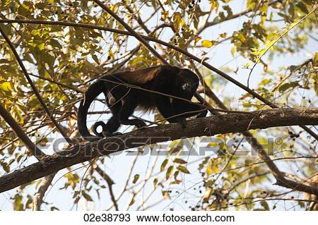 Howler Monkey in tree View Large Photo Image Stock Image - Howler Monkey in tree. Fotosearch
