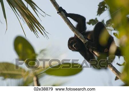 Howler monkey resting on a vine View Large Photo Image Stock Photo - Howler monkey resting on a vine. Fotosearch