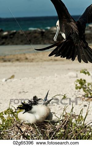 Hungry Great frigatebird (Fregata minor) chick in its nest waiting for food, Darwin Bay, Genovesa Island, Galapagos Islands, Ecuador View Large Photo Image Stock Photograph - Hungry Great frigatebird (Fregata minor) chick in its nest waiting for food, Darwin Bay, Genovesa Island, Galapagos Islands, Ecuador. Fotosearch
