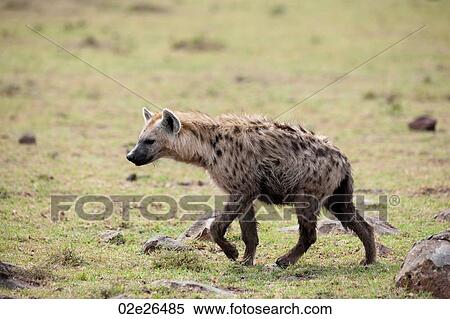 Hyaena wildlife in Kenya View Large Photo Image Stock Photography - Hyaena wildlife in Kenya. Fotosearch