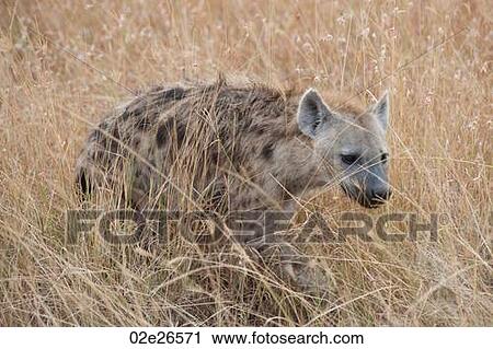 Stock Image - Hyena wildlife in Kenya. Fotosearch
