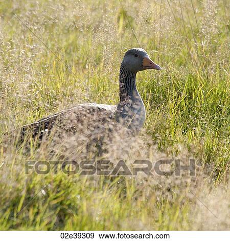 Icelandic goose in grass View Large Photo Image Stock Photo - Icelandic goose in grass. Fotosearch