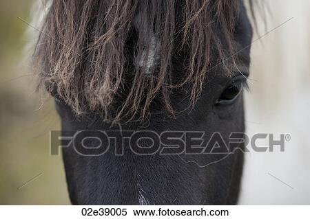 Icelandic horse closeup of eyes and forehead View Large Photo Image Stock Photography - Icelandic horse closeup of eyes and forehead. Fotosearch