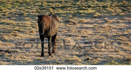 Icelandic horse in frosted pasture with bird sitting on back View Large Photo Image Stock Image - Icelandic horse in frosted pasture with bird sitting on back. Fotosearch