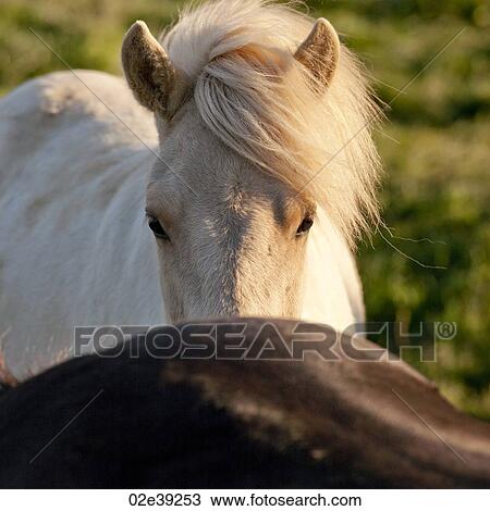 Stock Image - Icelandic horse in pasture peeking over rump. Fotosearch