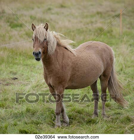 Picture - Icelandic horse in pasture. Fotosearch