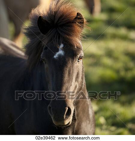 Stock Image - Icelandic horse in pasture, star on forehead. Fotosearch