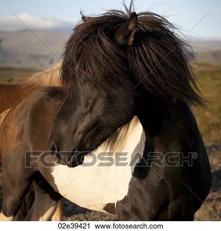 Icelandic horse in pasture View Large Photo Image Stock Image - Icelandic horse in pasture. Fotosearch
