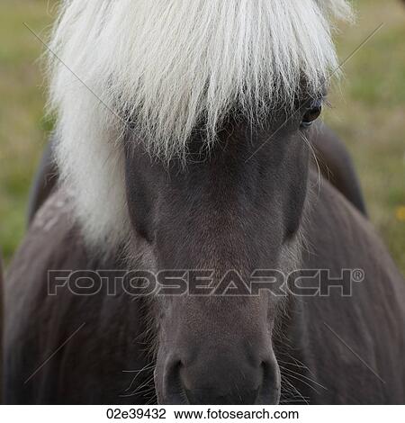 Icelandic horse in pasture View Large Photo Image Stock Image - Icelandic horse in pasture. Fotosearch