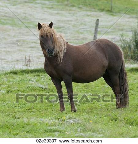 Icelandic horse in pasture View Large Photo Image Stock Photo - Icelandic horse in pasture. Fotosearch