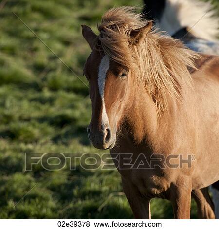 Icelandic horse in pasture View Large Photo Image Stock Photo - Icelandic horse in pasture. Fotosearch