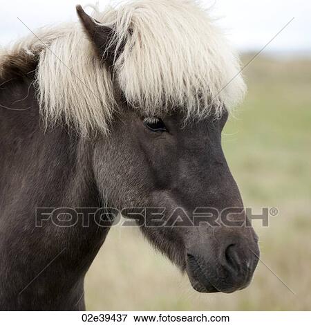 Icelandic horse in pasture View Large Photo Image Stock Photo - Icelandic horse in pasture. Fotosearch