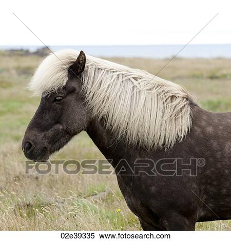 Icelandic horse in pasture View Large Photo Image Stock Photography - Icelandic horse in pasture. Fotosearch