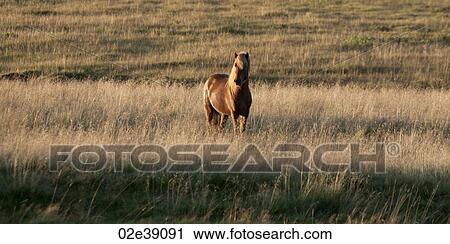 Stock Image - Icelandic horse in tall grass pasture. Fotosearch