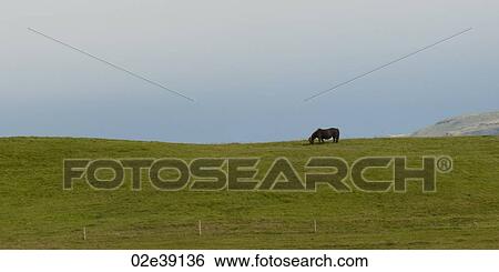 Icelandic horse on horizon in pasture View Large Photo Image Stock Photograph - Icelandic horse on horizon in pasture. Fotosearch