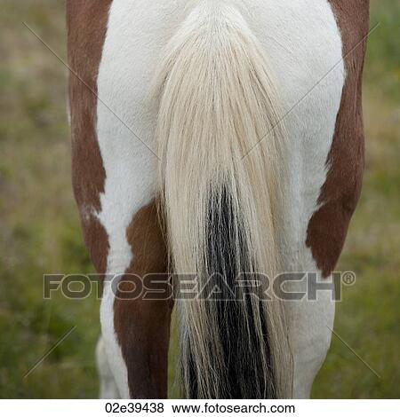 Stock Photo - Icelandic horse rump and tail. Fotosearch