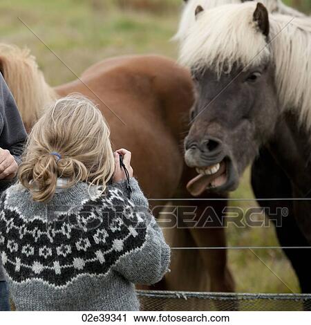 Stock Image - Icelandic horse sticking out tongue and girl taking picture. Fotosearch