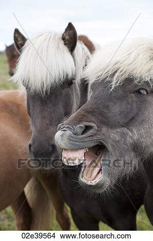 Icelandic horse with teeth showing View Large Photo Image Picture - Icelandic horse with teeth showing. Fotosearch