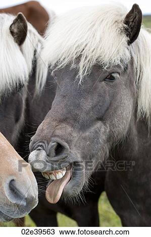 Icelandic horse with teeth showing View Large Photo Image Stock Image - Icelandic horse with teeth showing. Fotosearch