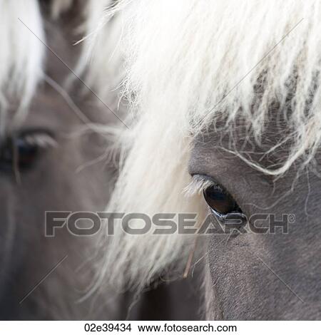 Icelandic horses, closeup of eye View Large Photo Image Picture - Icelandic horses, closeup of eye. Fotosearch
