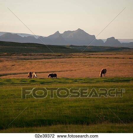 Icelandic horses grazing in pasture before mountains View Large Photo Image Stock Image - Icelandic horses grazing in pasture before mountains. Fotosearch