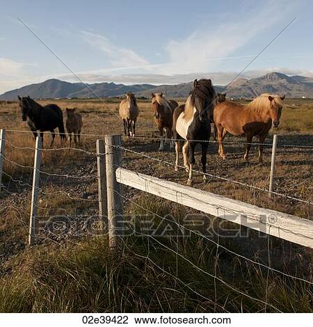 Icelandic horses in pasture behind wire fence View Large Photo Image Stock Image - Icelandic horses in pasture behind wire fence. Fotosearch