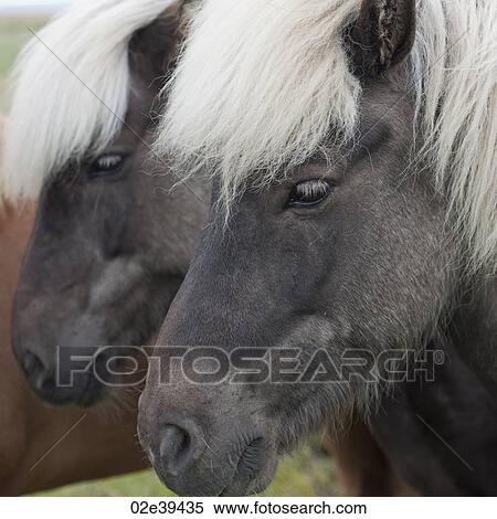 Icelandic horses in pasture, closeup head View Large Photo Image Stock Photography - Icelandic horses in pasture, closeup head. Fotosearch