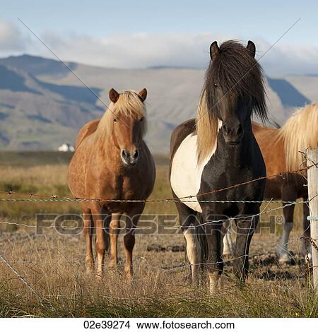 Picture - Icelandic horses in pasture. Fotosearch
