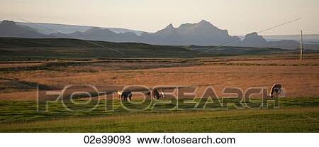 Icelandic horses in pasture, rugged mountains behind View Large Photo Image Stock Image - Icelandic horses in pasture, rugged mountains behind. Fotosearch