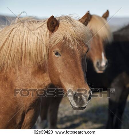 Icelandic horses in pasture View Large Photo Image Stock Image - Icelandic horses in pasture. Fotosearch