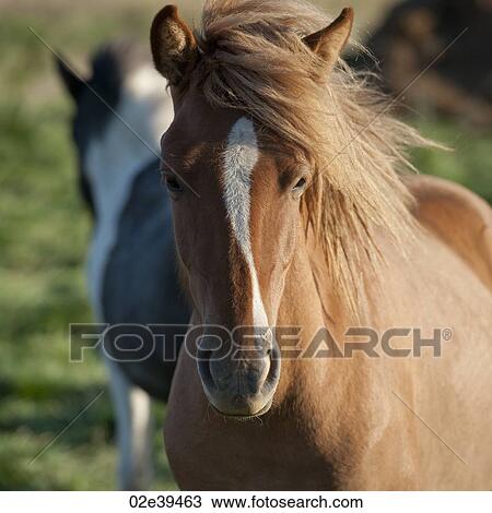 Stock Image - Icelandic horses in pasture. Fotosearch