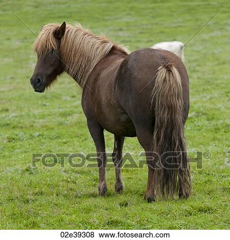 Stock Photo - Icelandic horses in pasture. Fotosearch