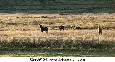 Icelandic horses in tall grass pasture View Large Photo Image Picture - Icelandic horses in tall grass pasture. Fotosearch