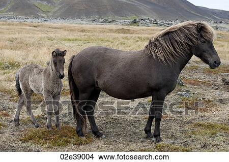Icelandic horses, mare and foal in a pasture View Large Photo Image Picture - Icelandic horses, mare and foal in a pasture. Fotosearch