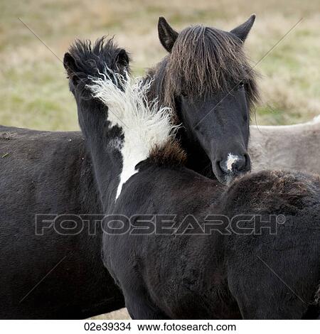 Picture - Icelandic horses nuzzling in pasture. Fotosearch