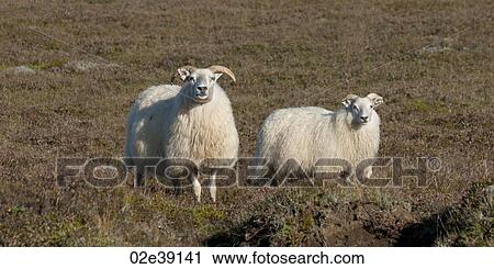 Stock Image - Icelandic sheep in meadow. Fotosearch