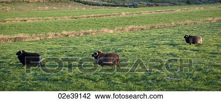 Icelandic sheep in meadow View Large Photo Image Stock Image - Icelandic sheep in meadow. Fotosearch